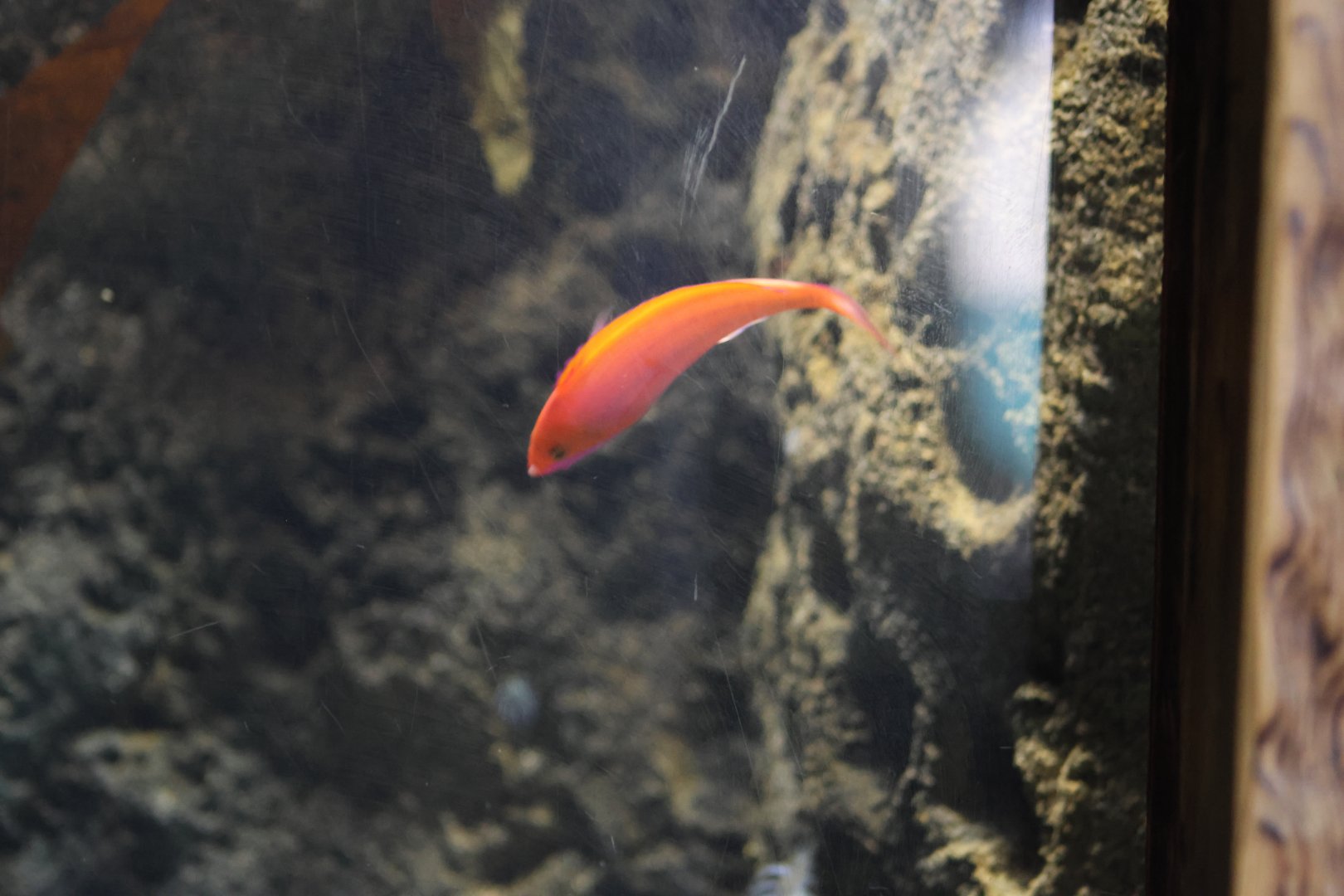 SeaLife Sydney - fairy wrasse ID??