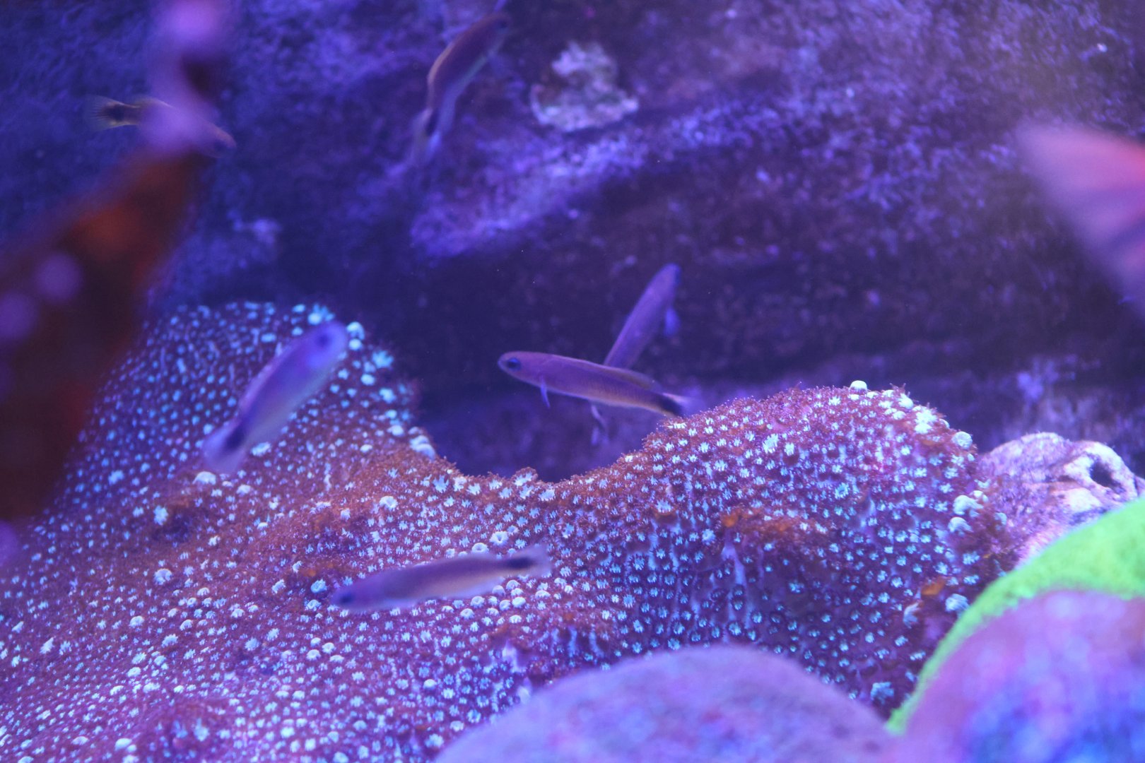 SeaLife Sydney - goby ID??