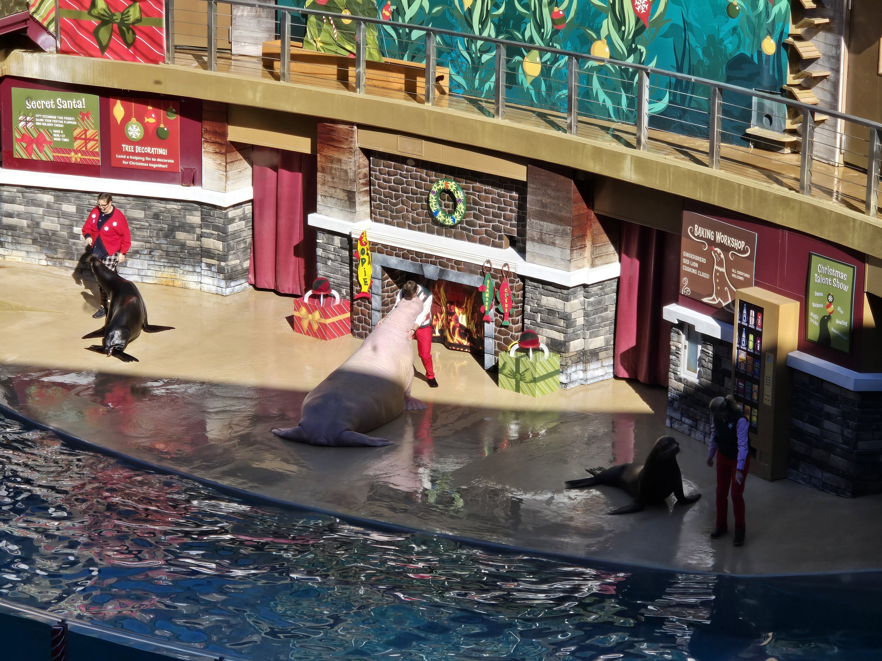 Sealion and Otter Show (and walrus)