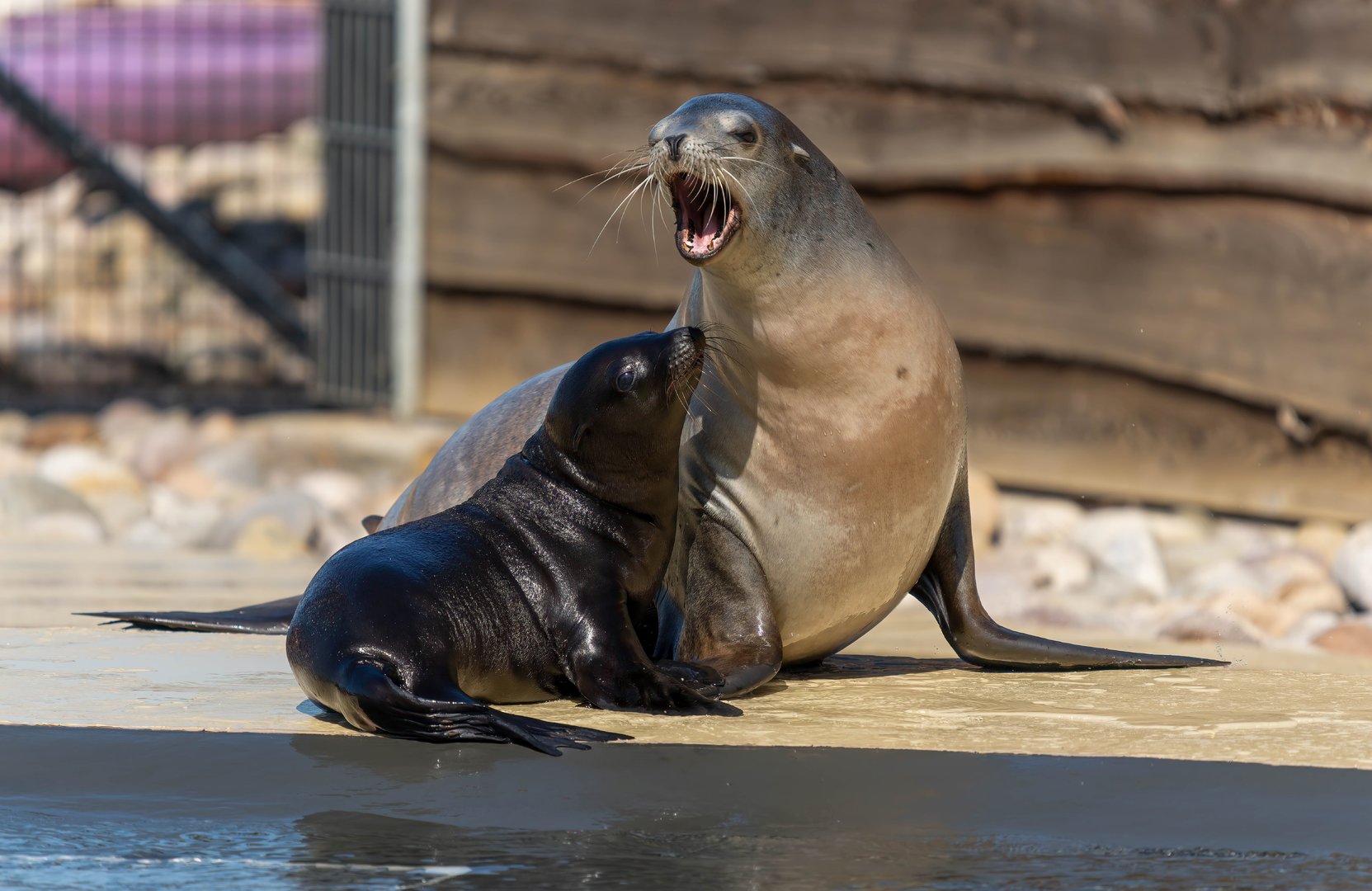 Sealion and pup, YWP UK