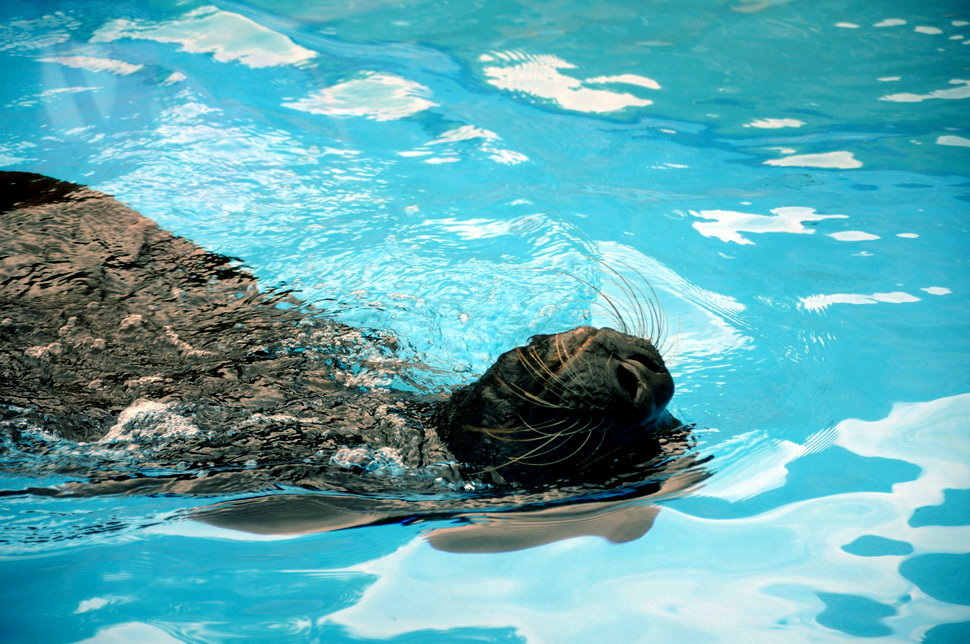 Sealion at Hansa-Park Sierksdorf