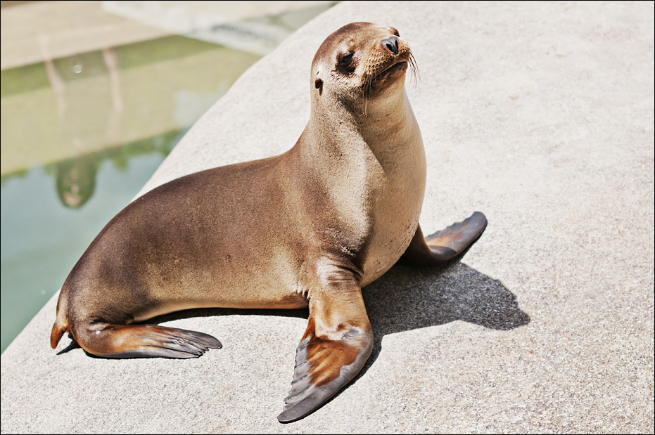 Sealion at Hellabrunn, München