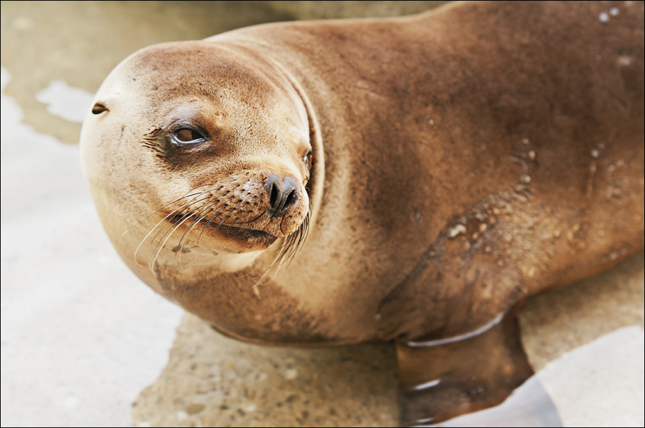 Sealion at Hellabrunn, München