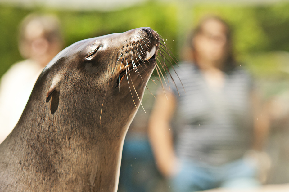 Sealion at Hellabrunn, München