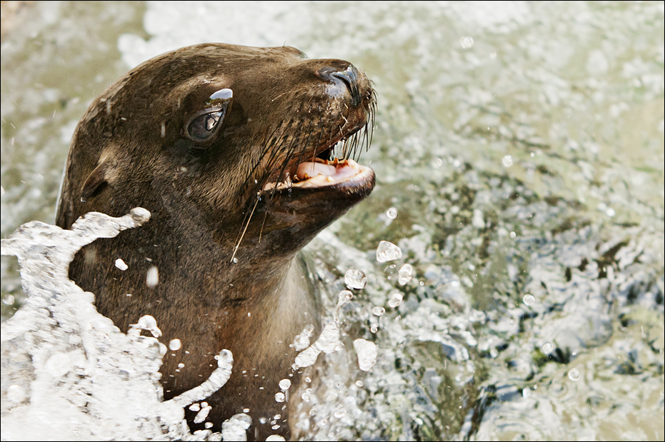 Sealion at Hellabrunn, München