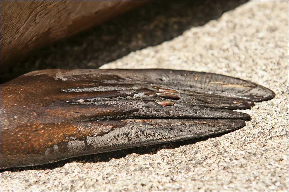 Sealion at Hellabrunn, München