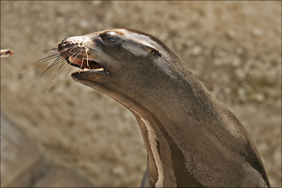 Sealion at Hellabrunn, München