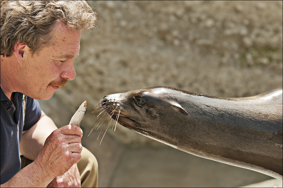 Sealion at Hellabrunn, München