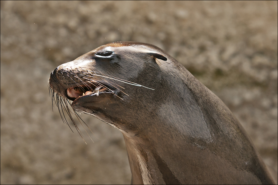 Sealion at Hellabrunn, München