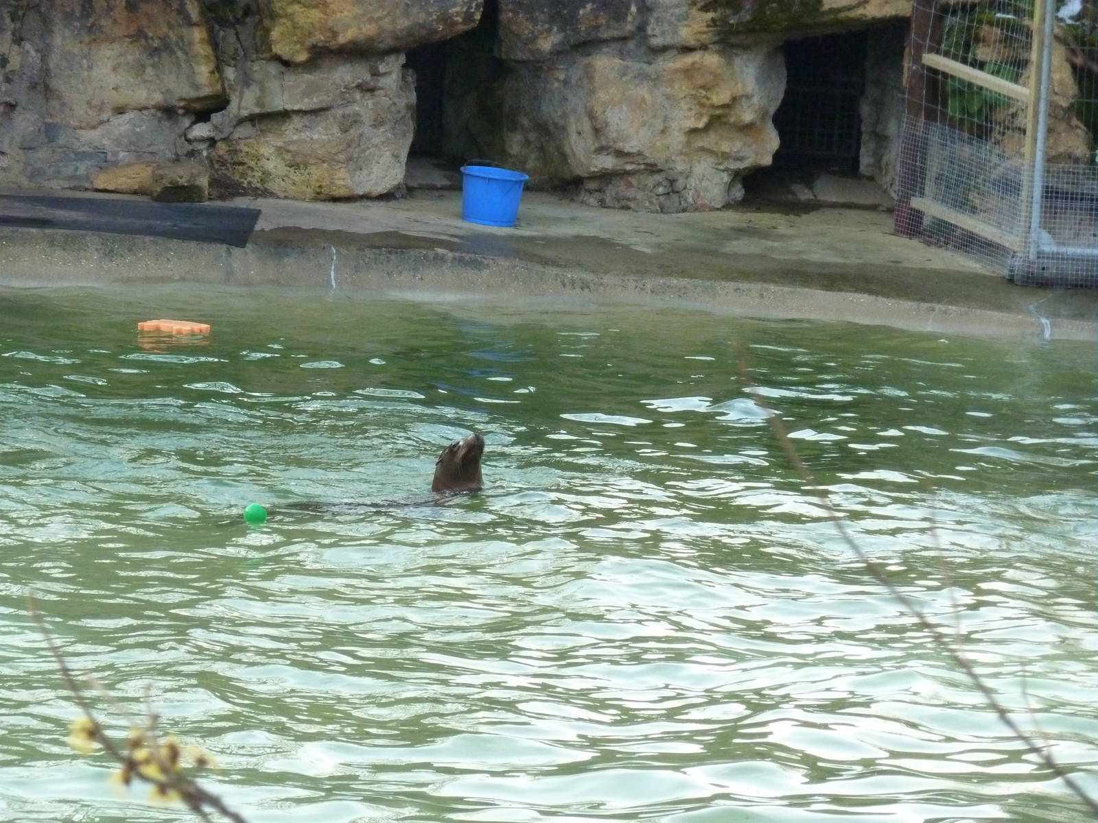 Sealion at the zoo, 7th Feb 2012