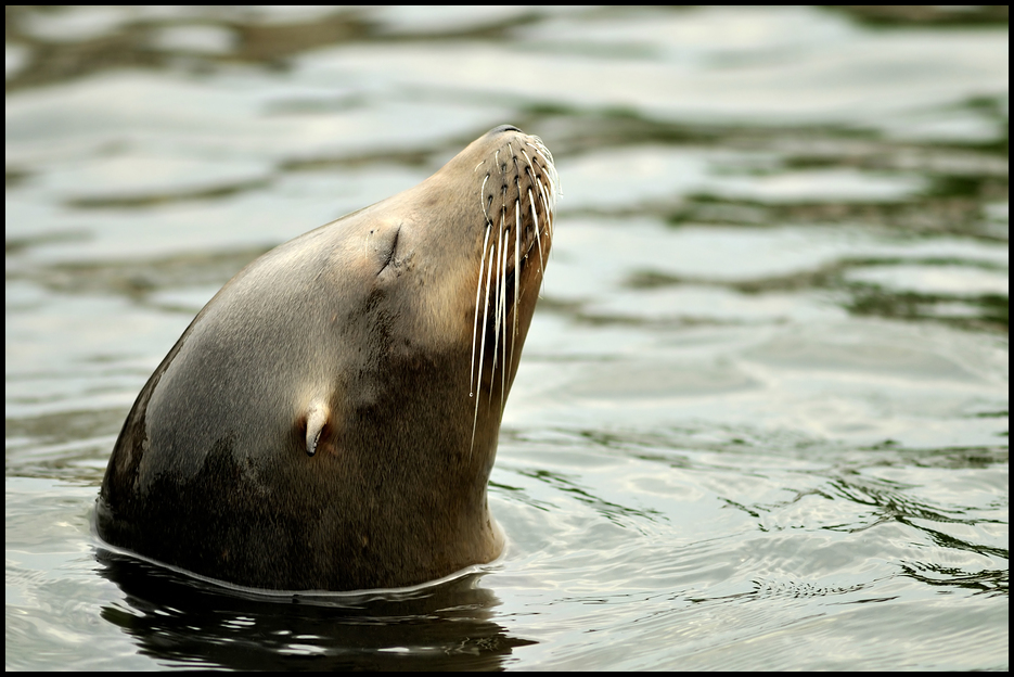 Sealion at ZOOM Gelsenkirchen