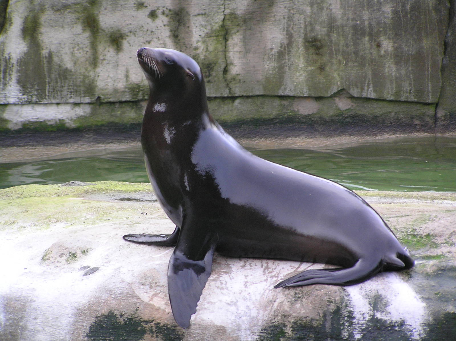 Sealion - Belfast