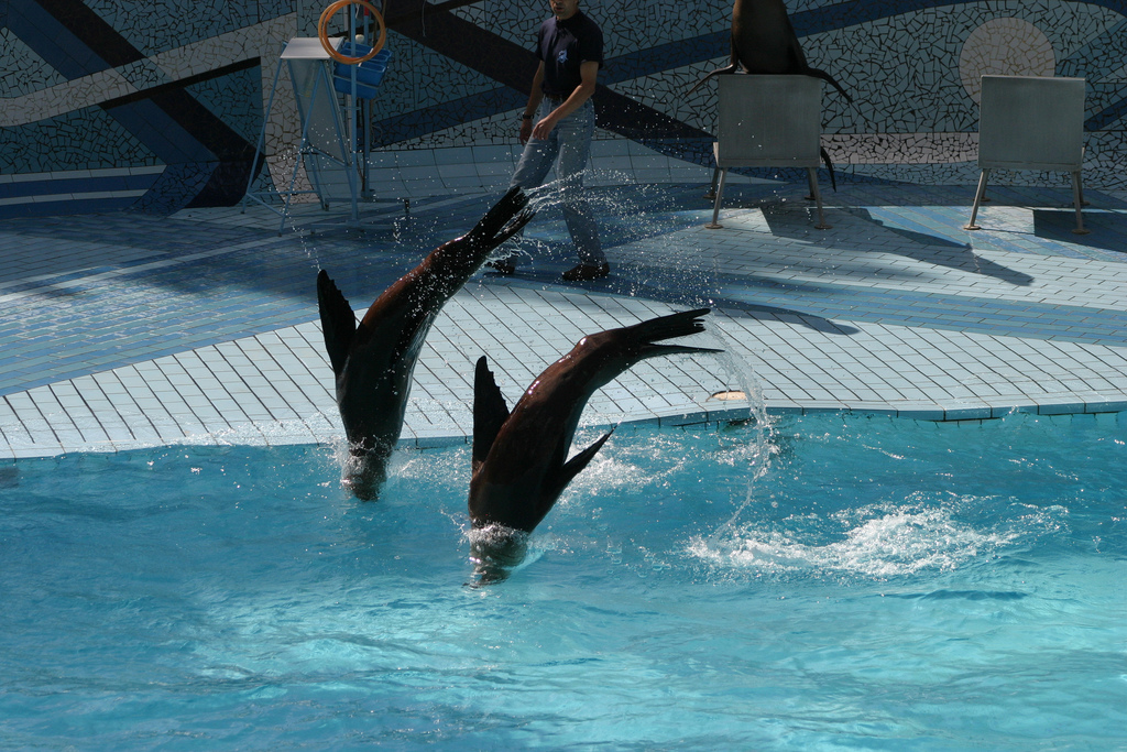 Sealion Display