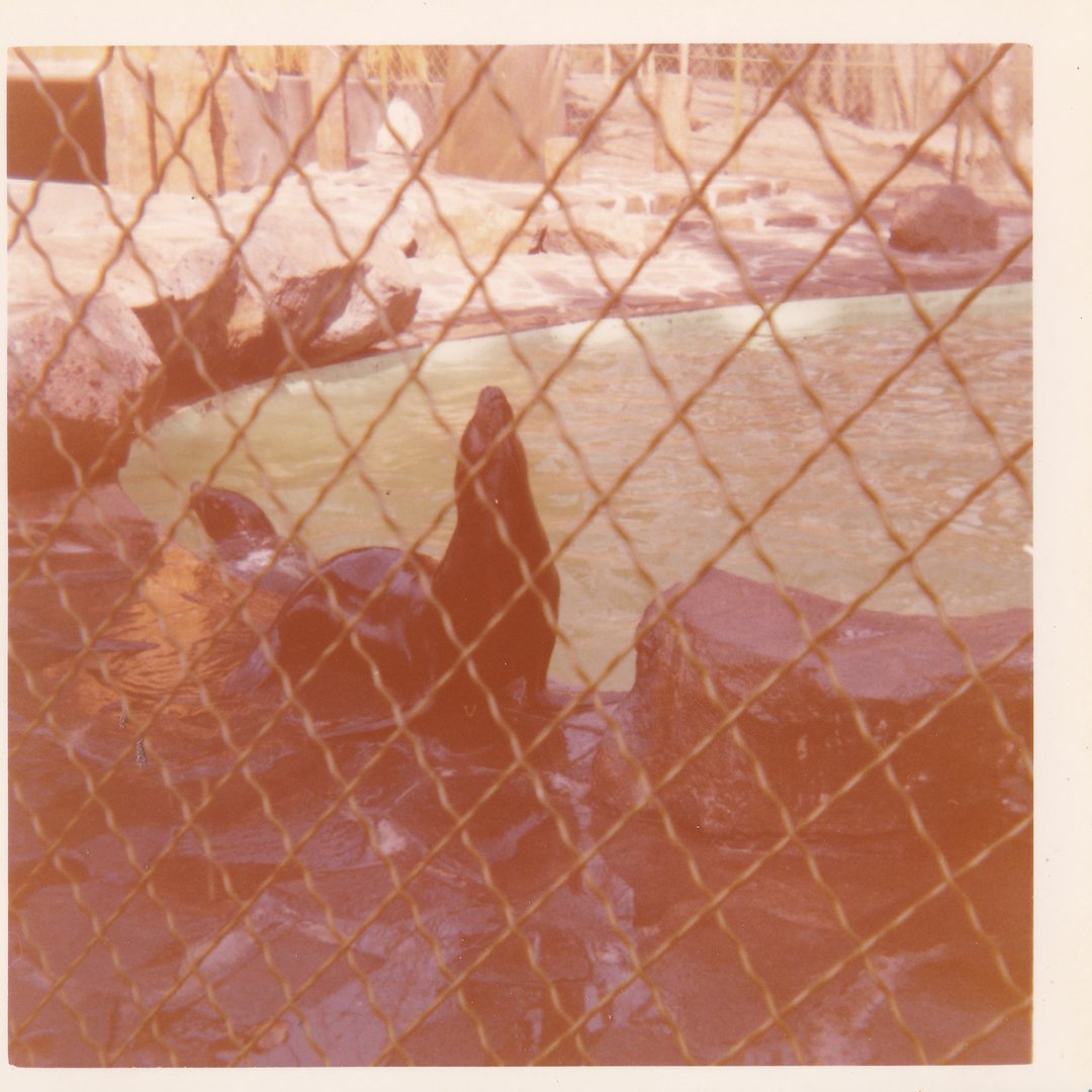 Sealion Enclosure - Unknown Zoo