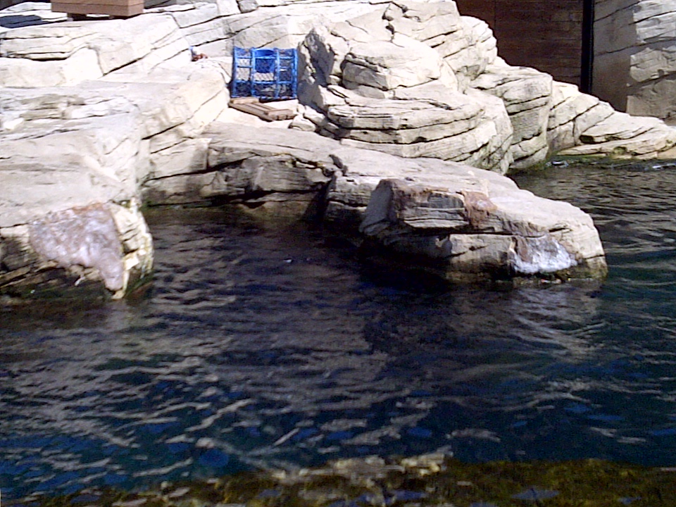 Sealion Enclosure