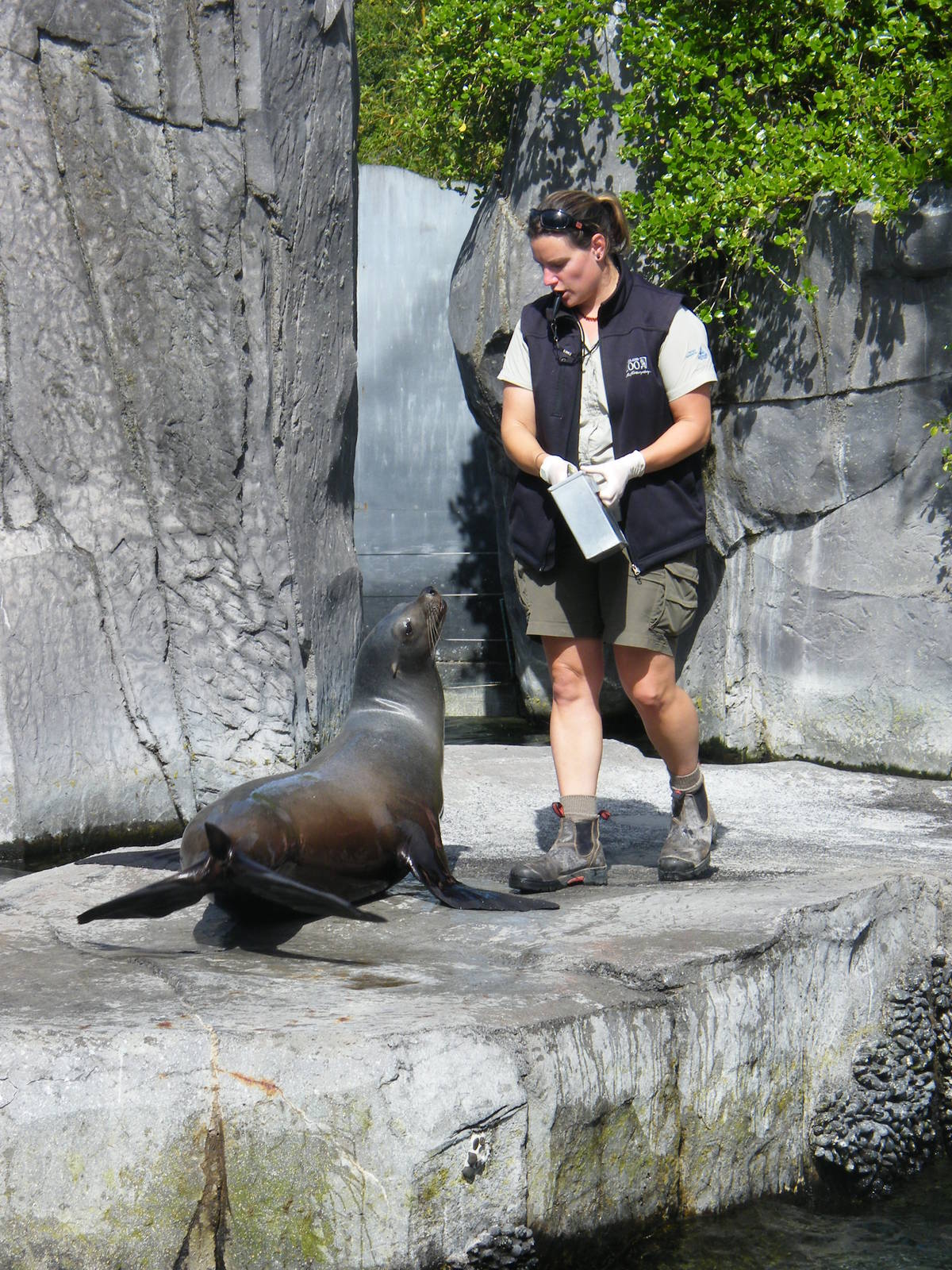 Sealion encounter