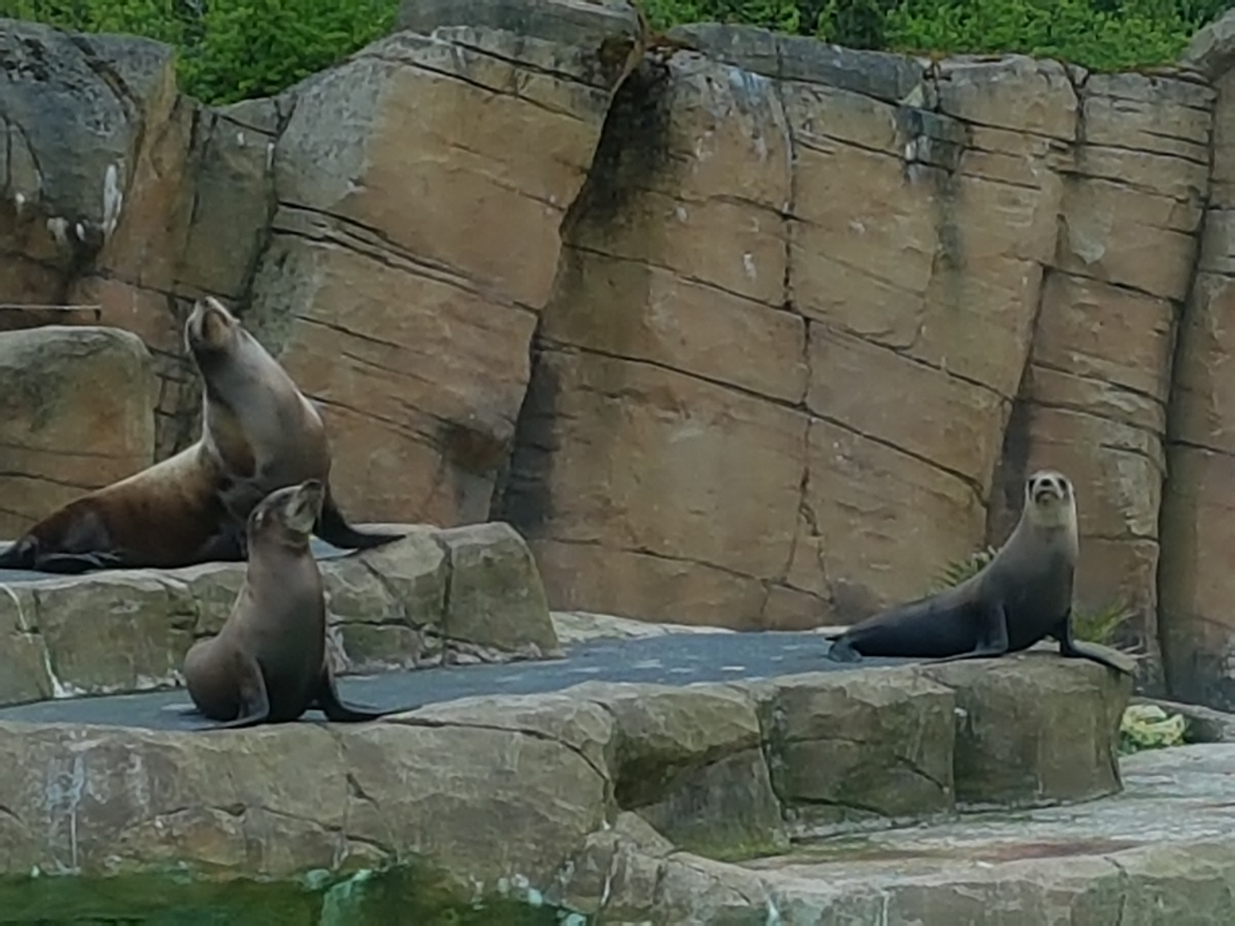 Sealion exhibit