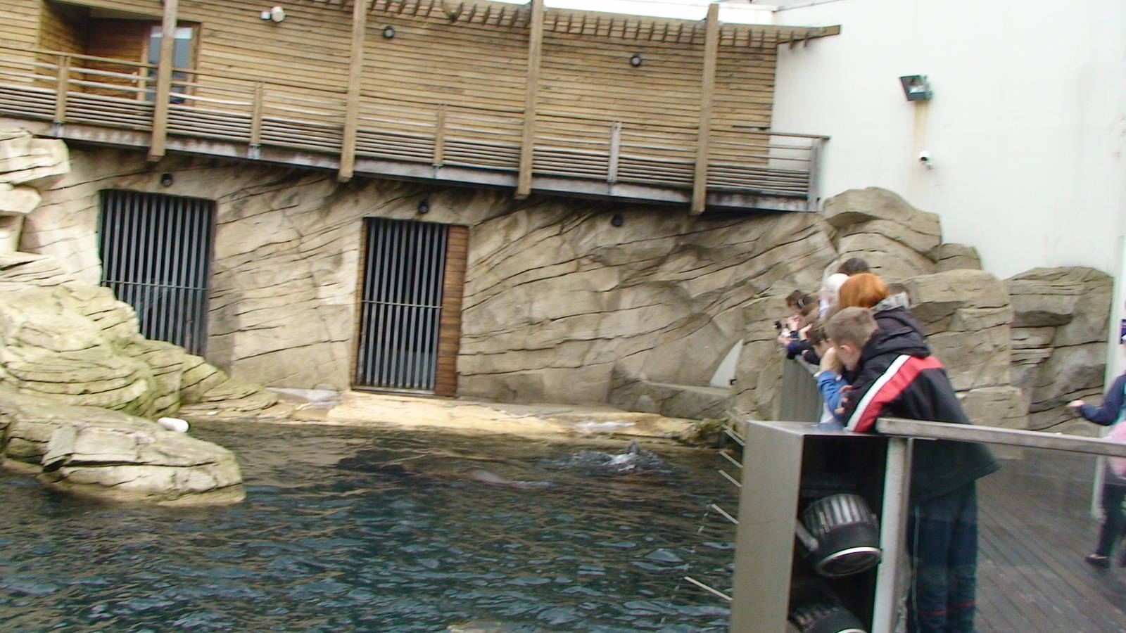 Sealion Exhibit