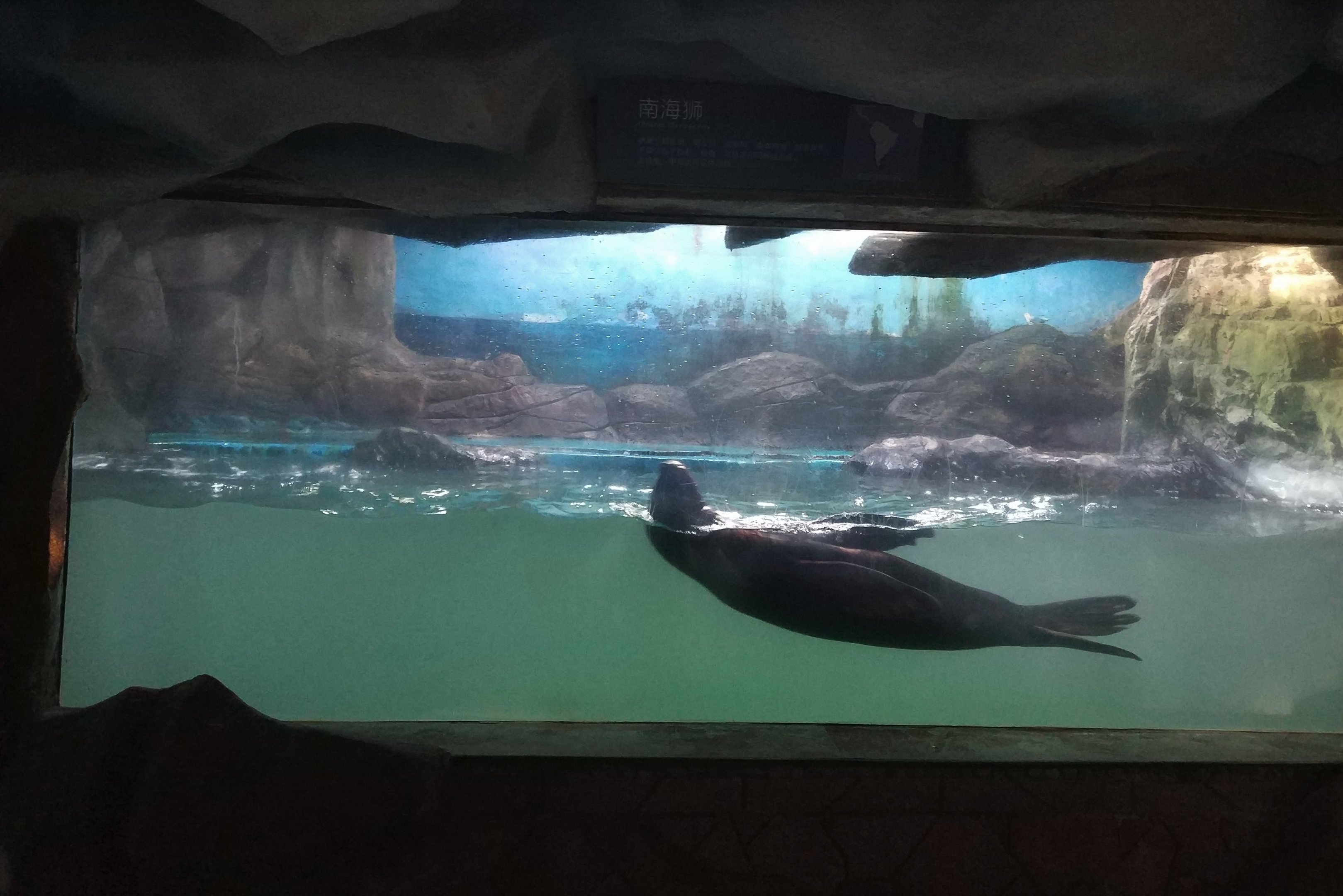 Sealion Exhibit