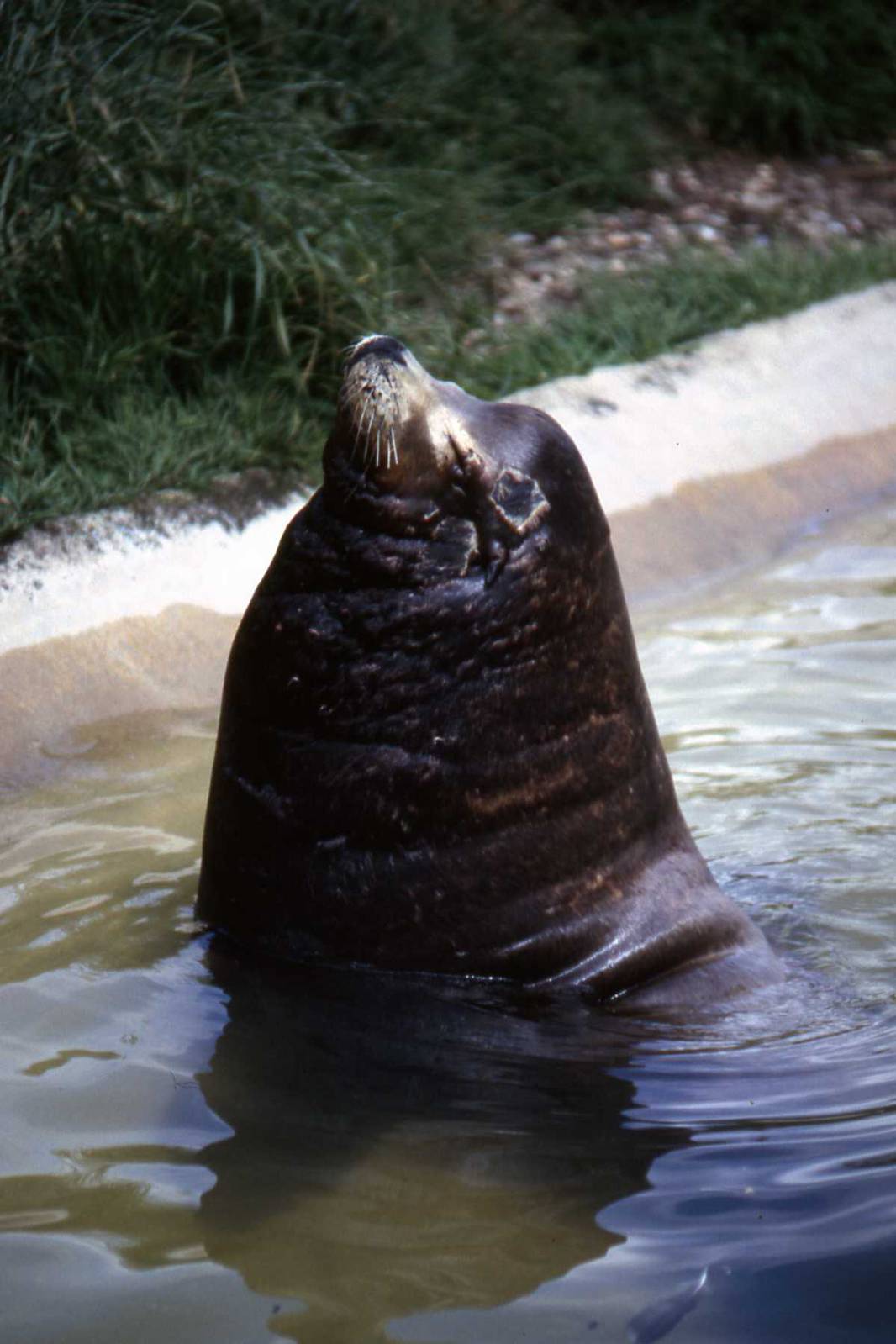 Sealion July 1985