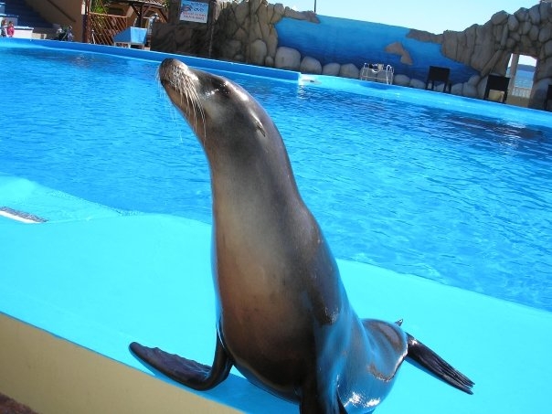 Sealion, Marineland Mallorca, April 2007