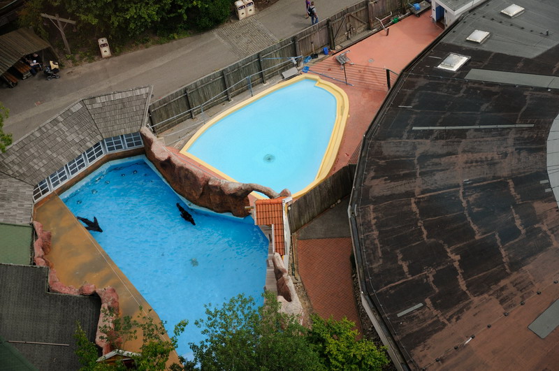 Sealion outdoors at Hansa-Park Sierksdorf