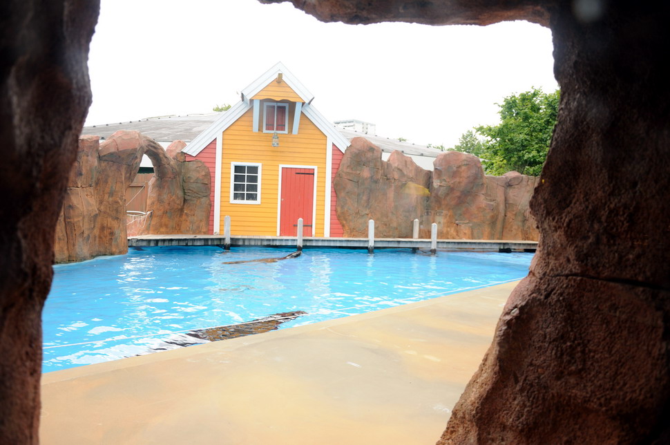 Sealion outdoors at Hansa-Park Sierksdorf