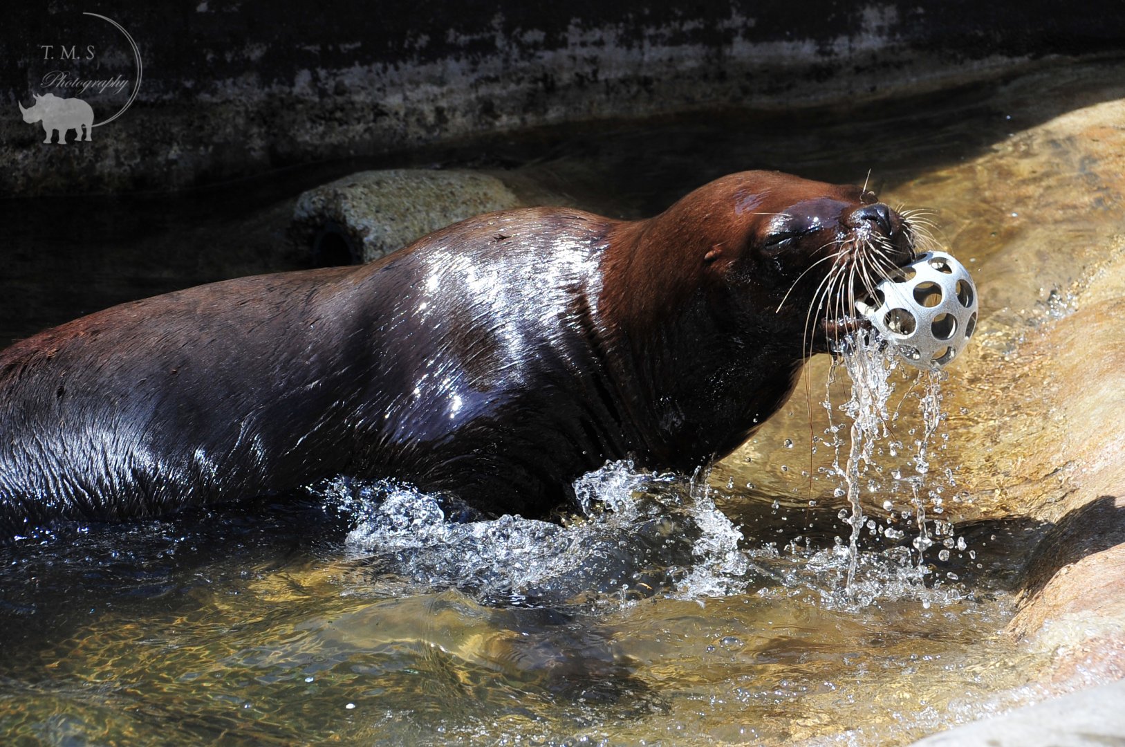 Sealion playing Fetch