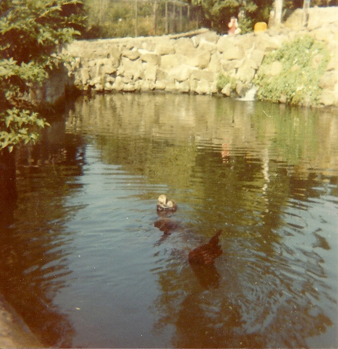 Sealion Pool 1976