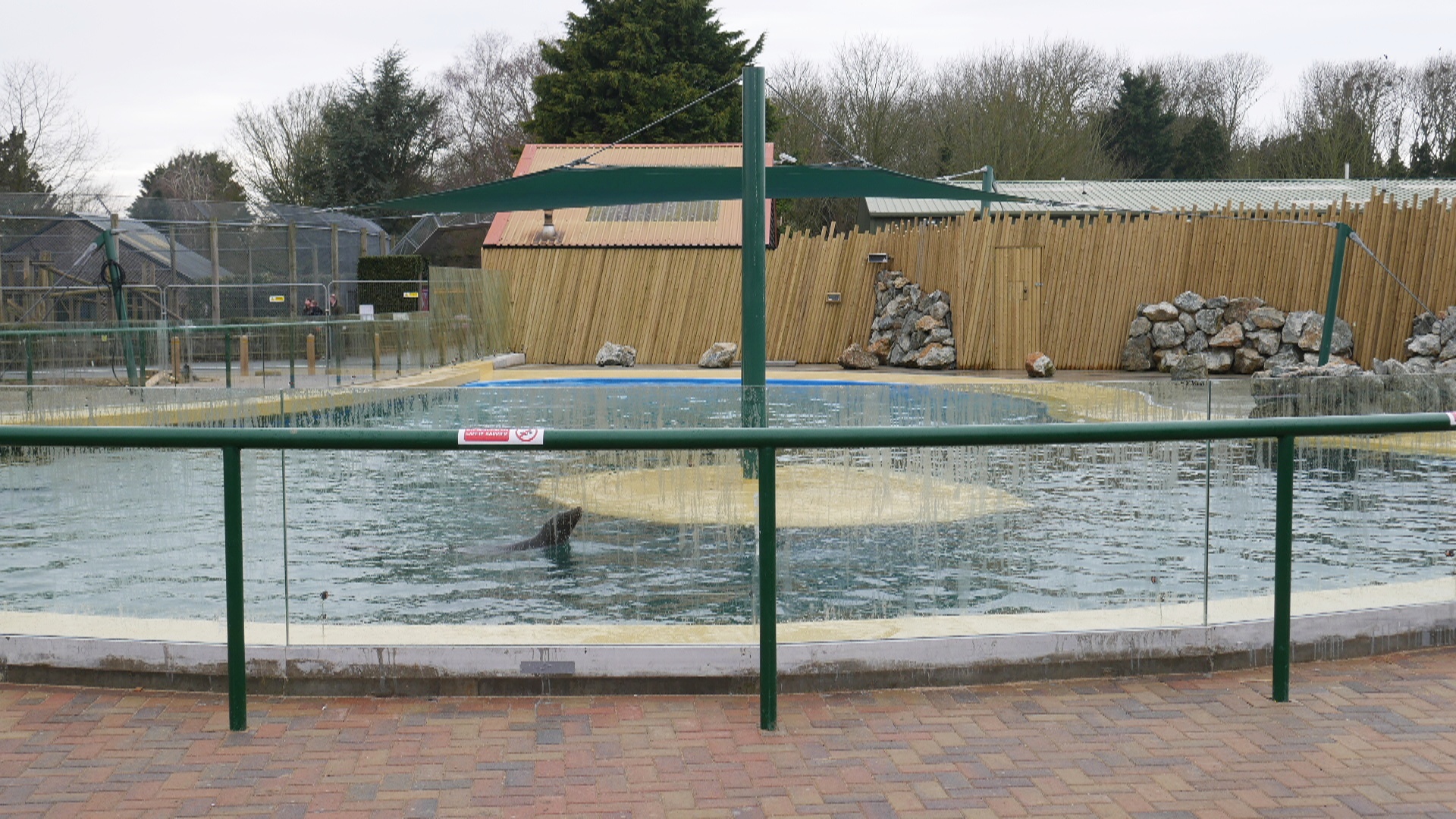 Sealion Pool 2