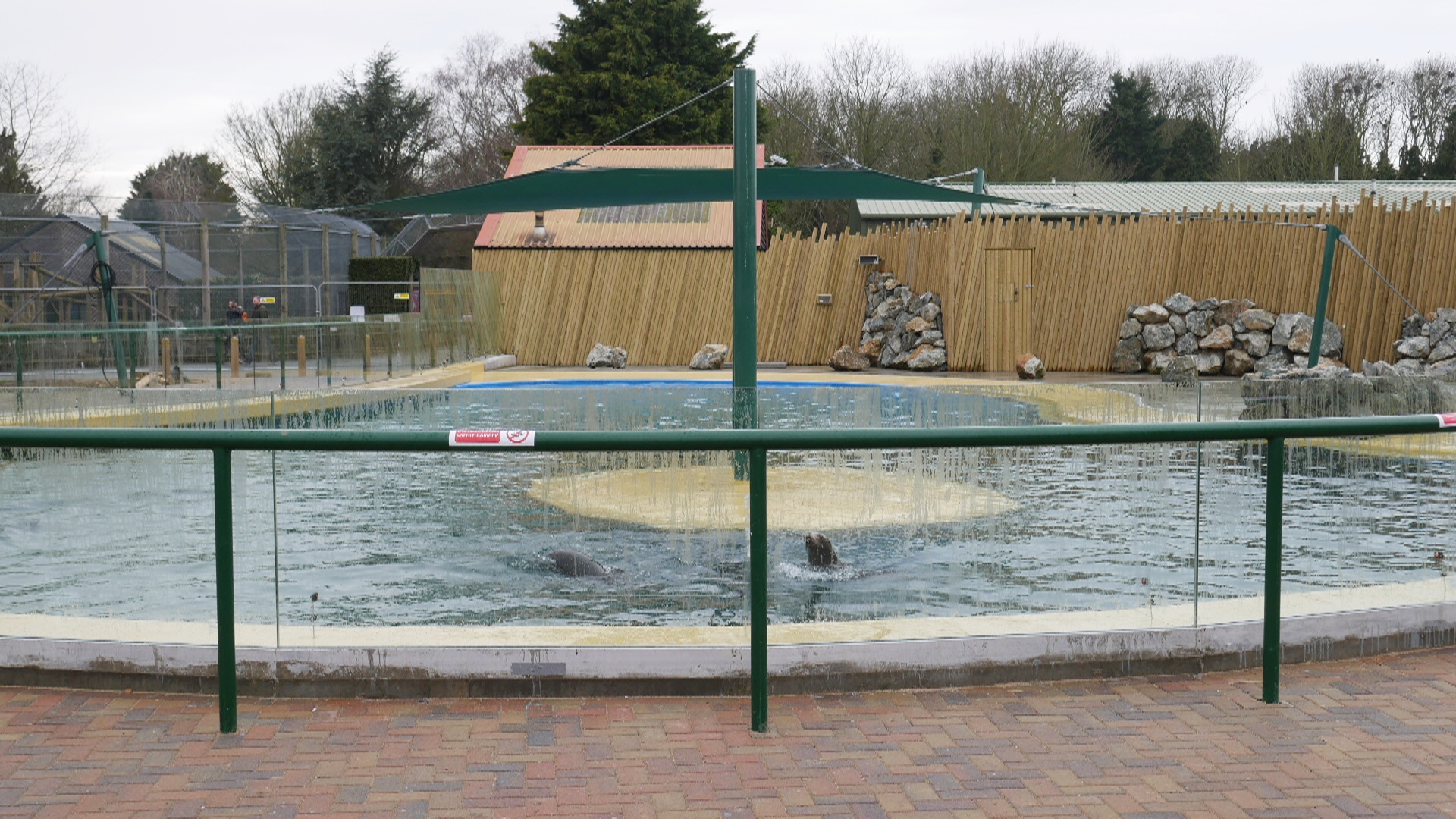 Sealion Pool 3