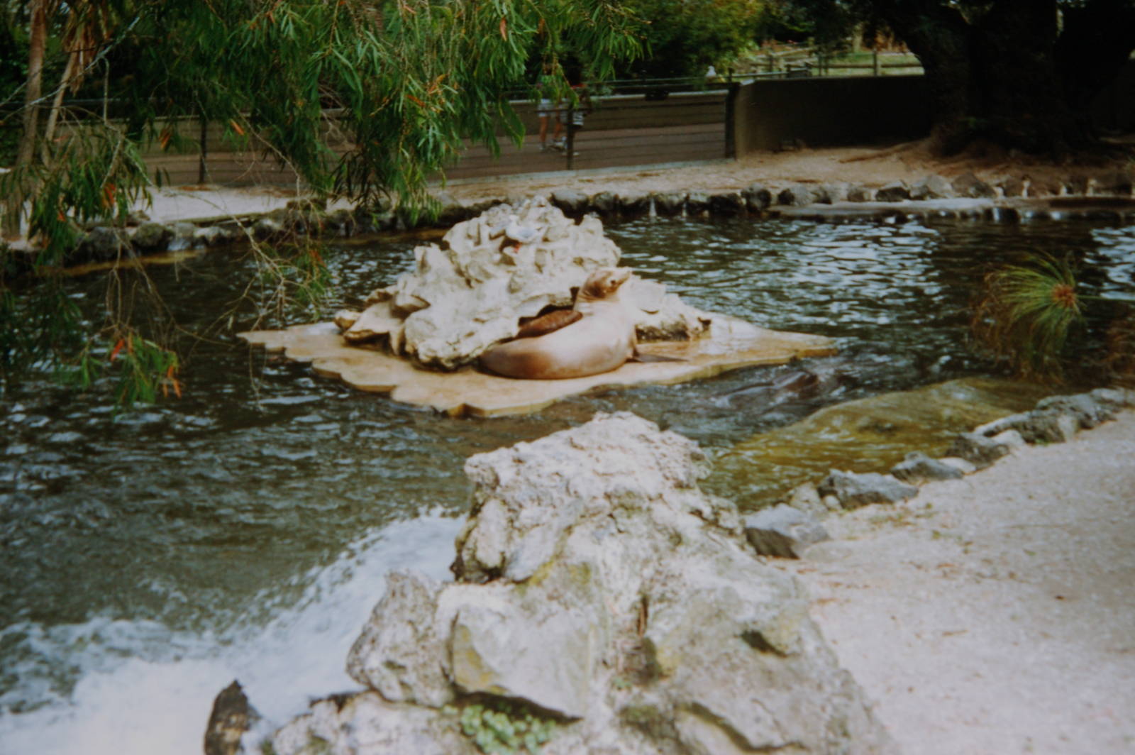 sealion pool, Auckland Zoo