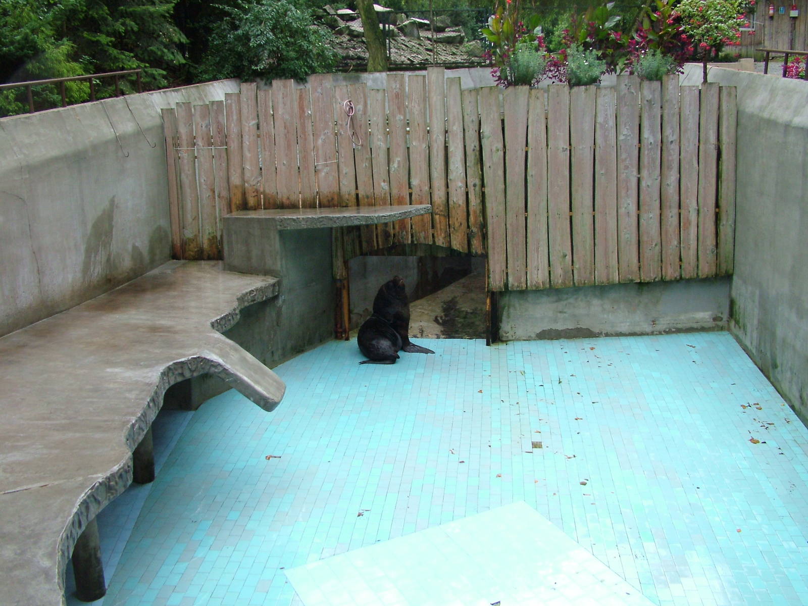 Sealion pool emptied for cleaning at Krakow 08/09/2008