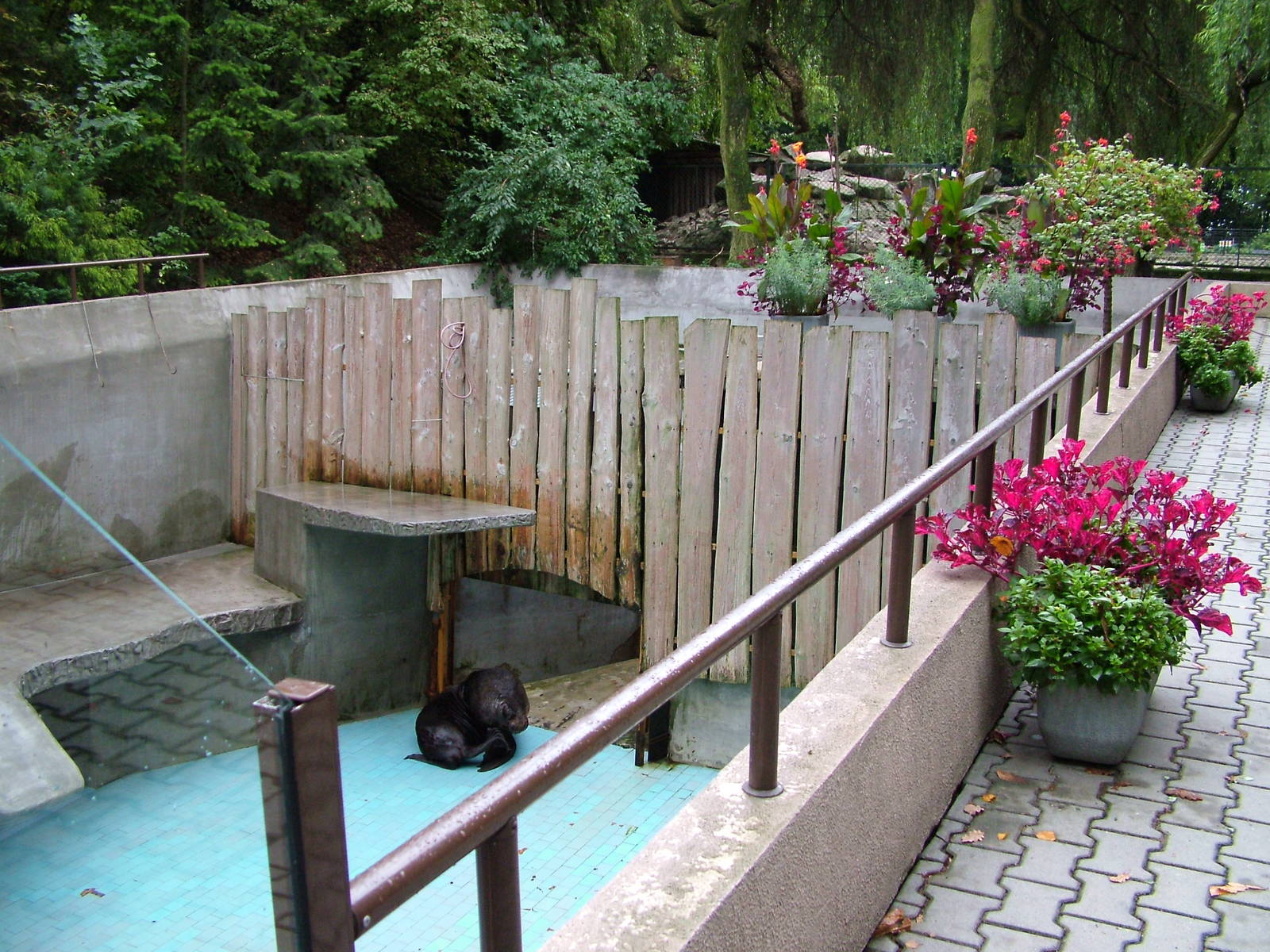 Sealion pool emptied for cleaning at Krakow 08/09/2008