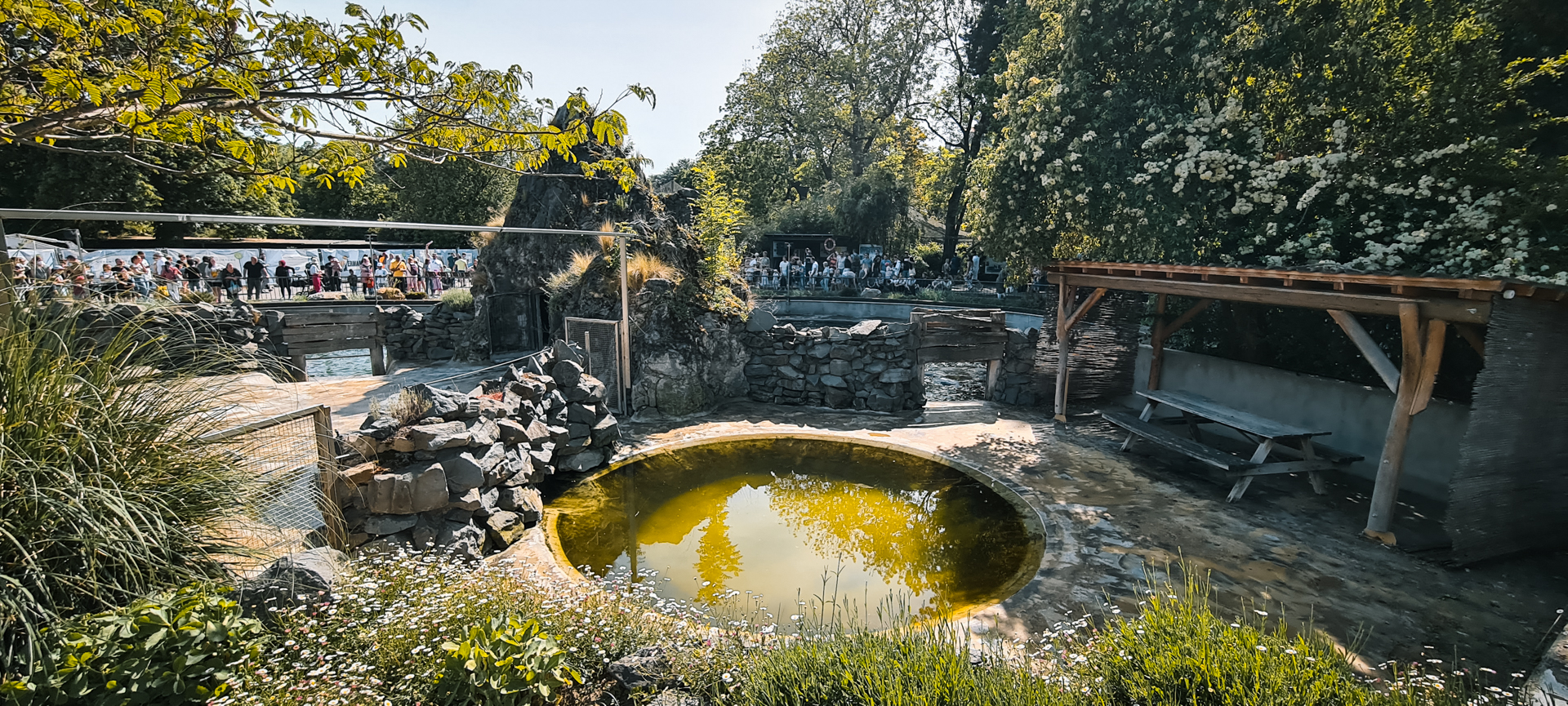 Sealion pool from the back