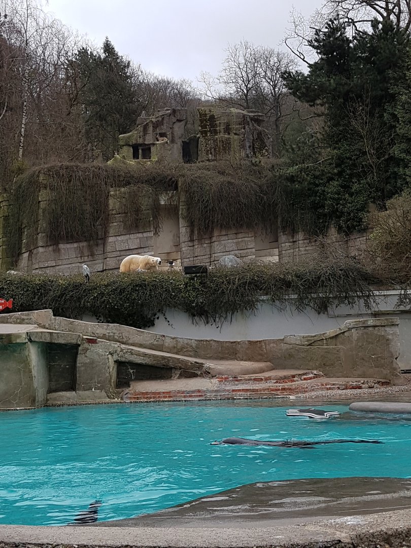 Sealion pool, polar bear and ibex montain