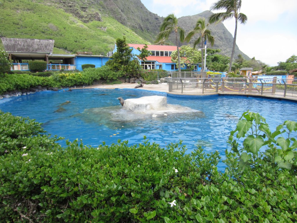 Sealion Pool