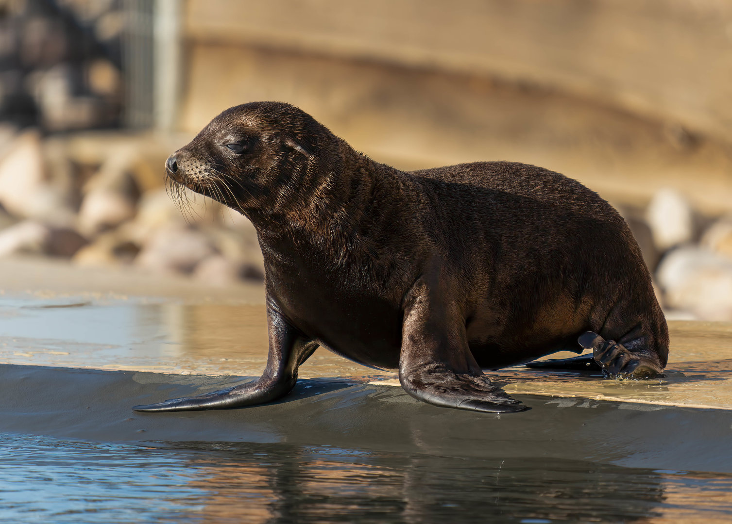 Sealion pup, YWP, UK
