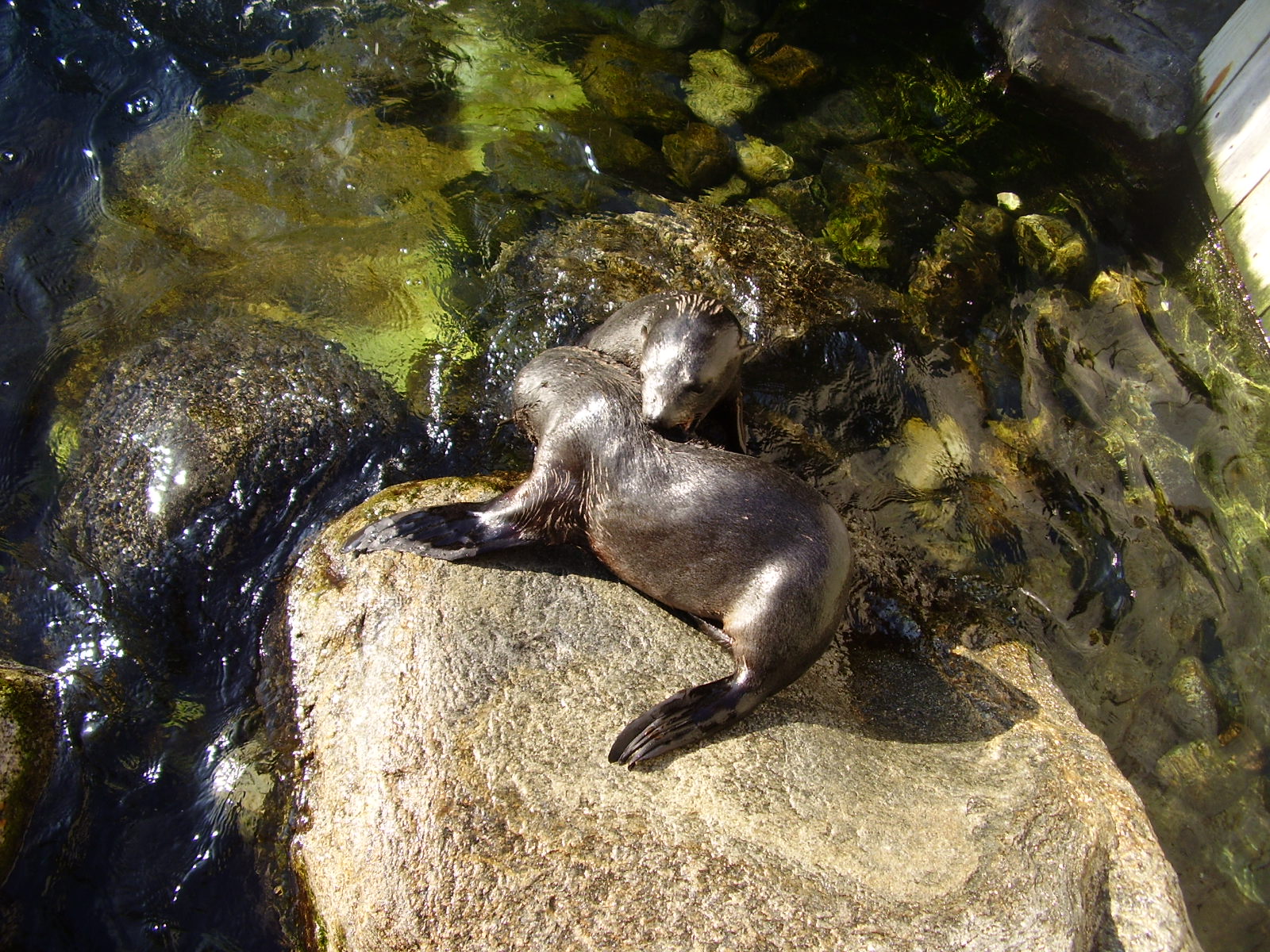 Sealion pups - 2007