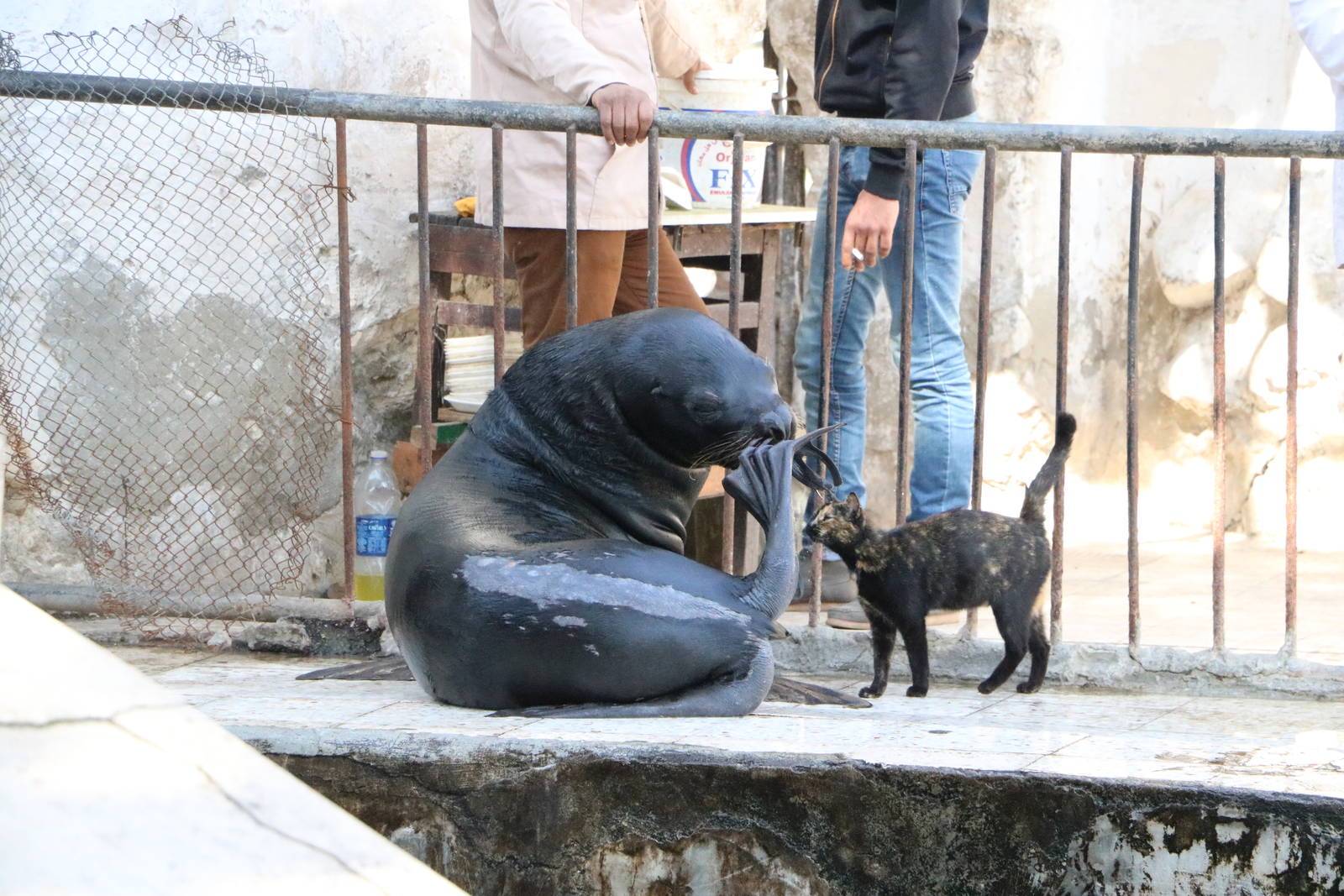 Sealion scratching, February 2016