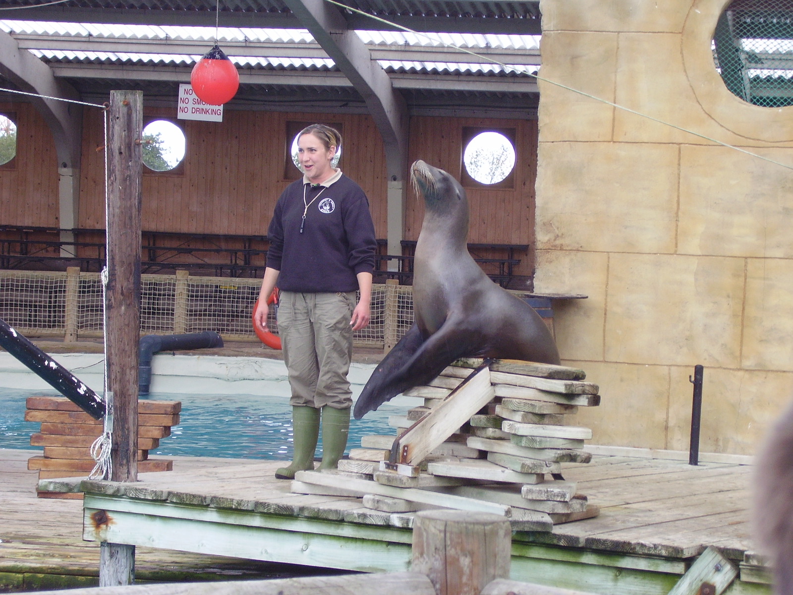 Sealion Show 1