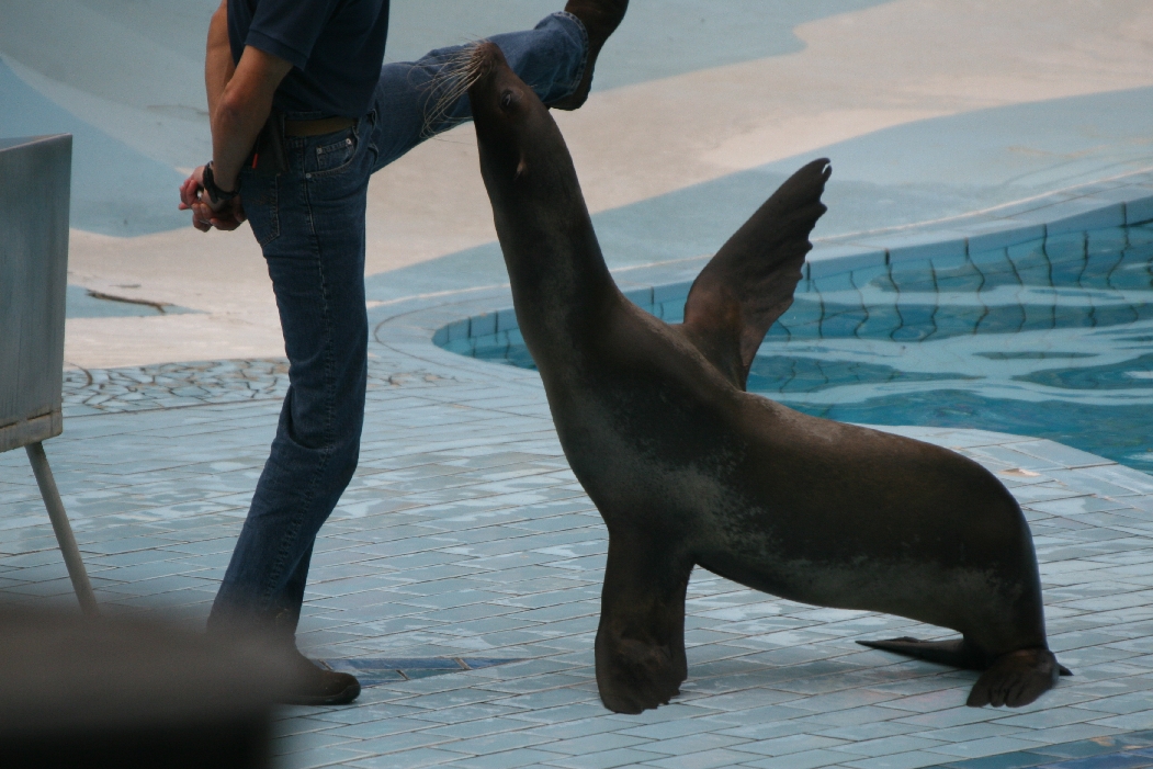 Sealion Show #1