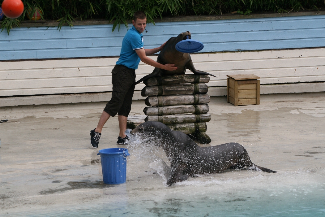 Sealion Show #1