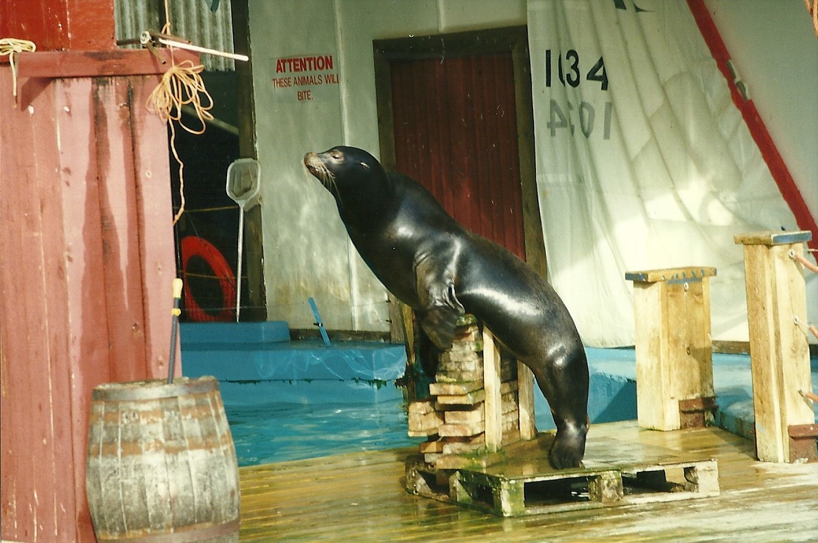 Sealion show 17th October 1997