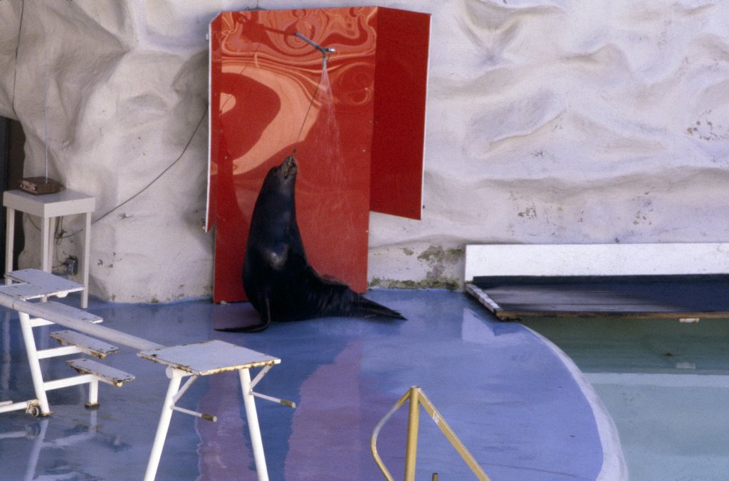 Sealion Show - 1981