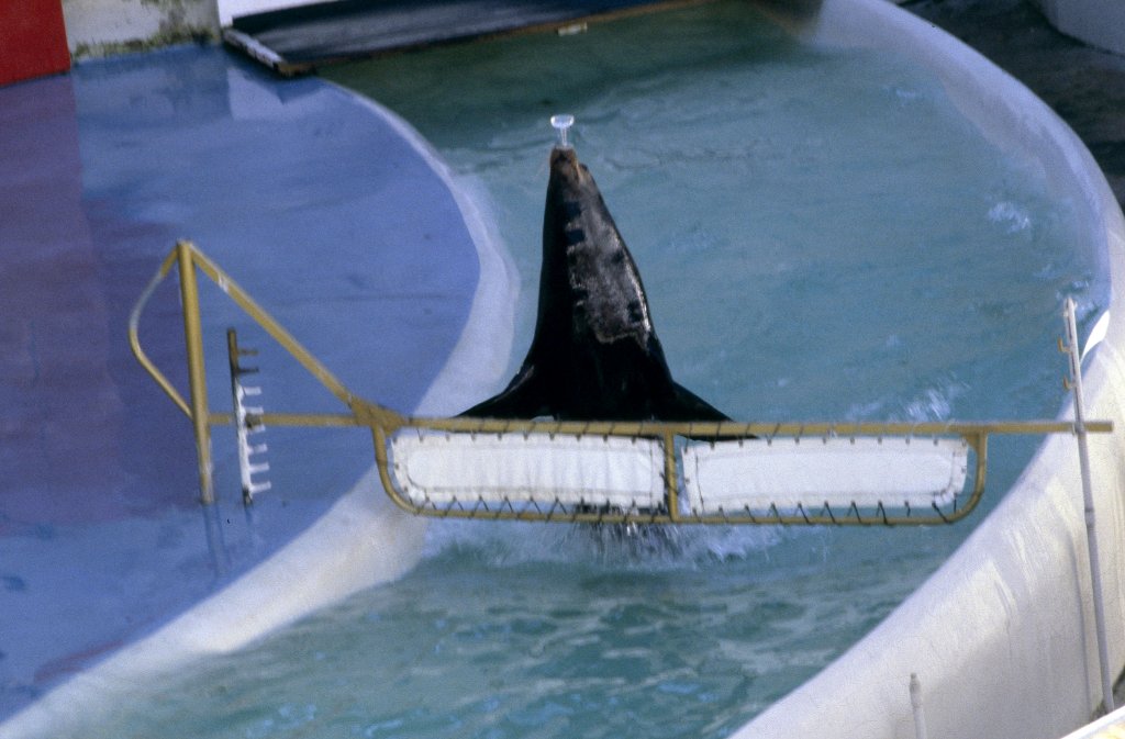 Sealion Show - 1981