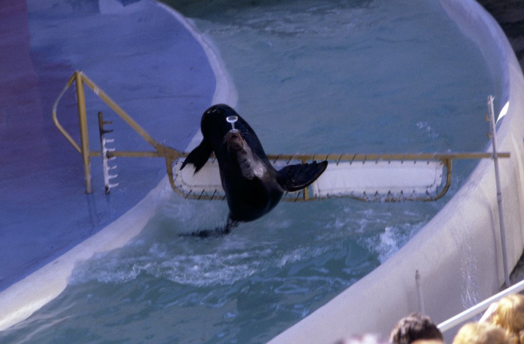 Sealion Show - 1981