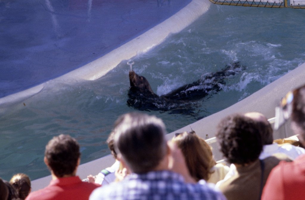 Sealion Show - 1981