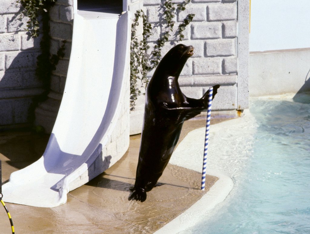 Sealion Show - 1981