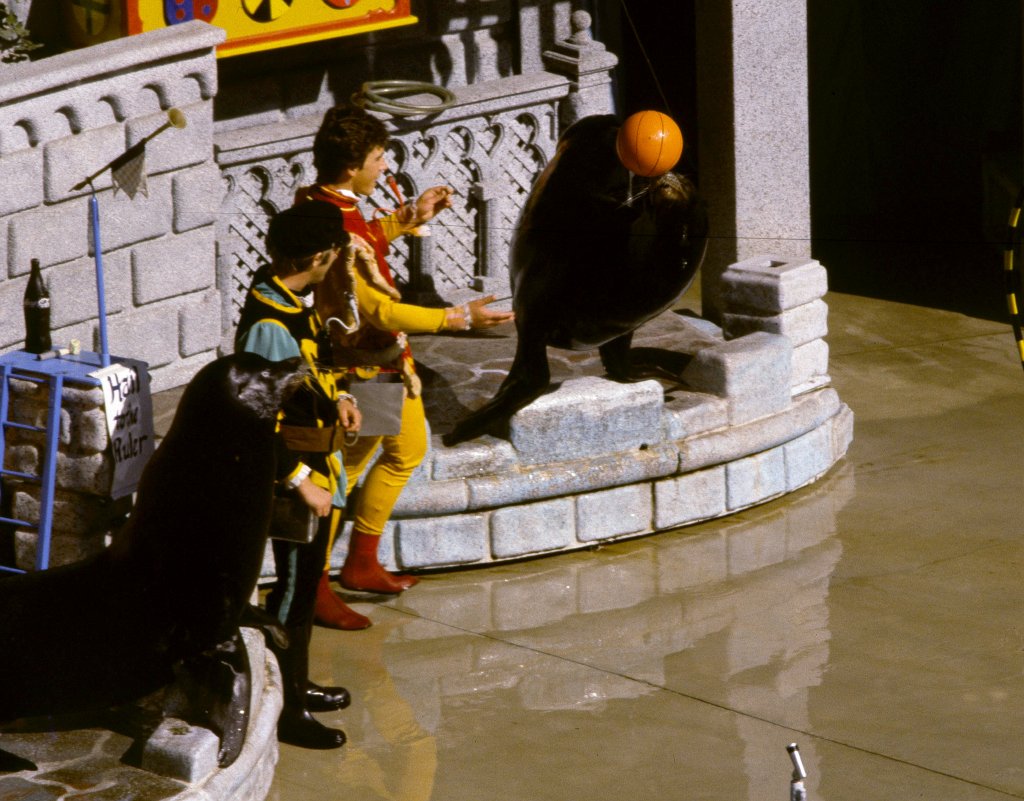 Sealion Show - 1981